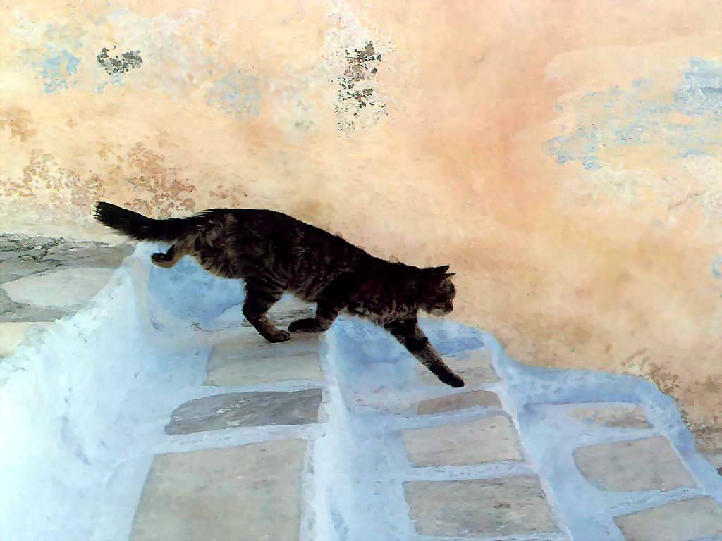 Gatti (227)